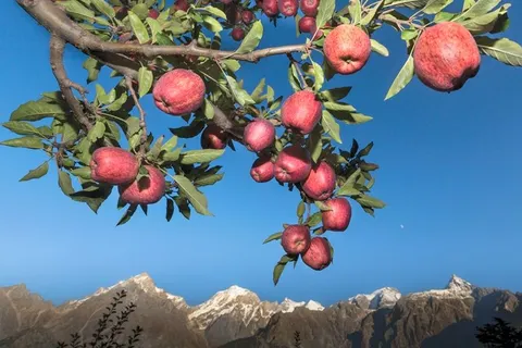 सेब बुशैहरी 