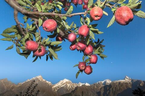 सेब बुशैहरी 